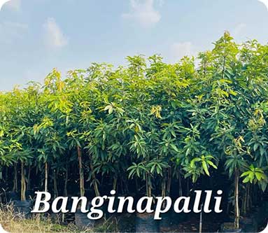 Vijaya Lakshmi Nursery