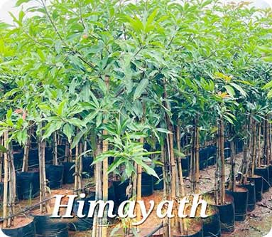 Vijaya Lakshmi Nursery