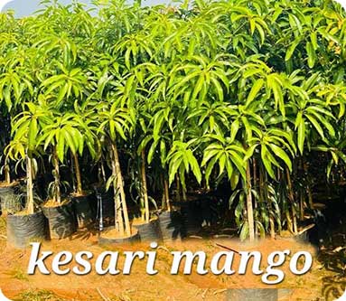 Vijaya Lakshmi Nursery