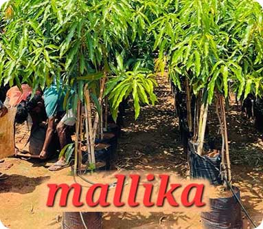 Vijaya Lakshmi Nursery