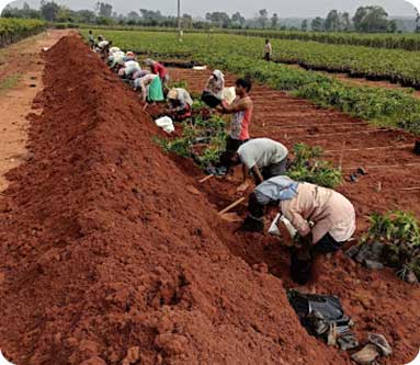 Vijaya Lakshmi Nursery