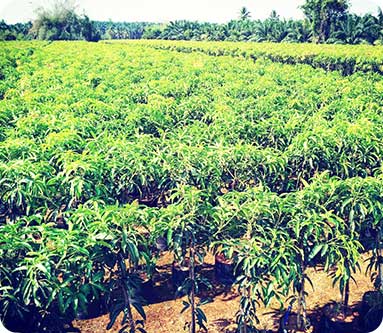 Vijaya Lakshmi Nursery