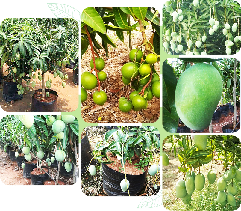 Mango Plants Varieties Mango Plants Varieties